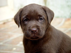 Chocolate Lab 4